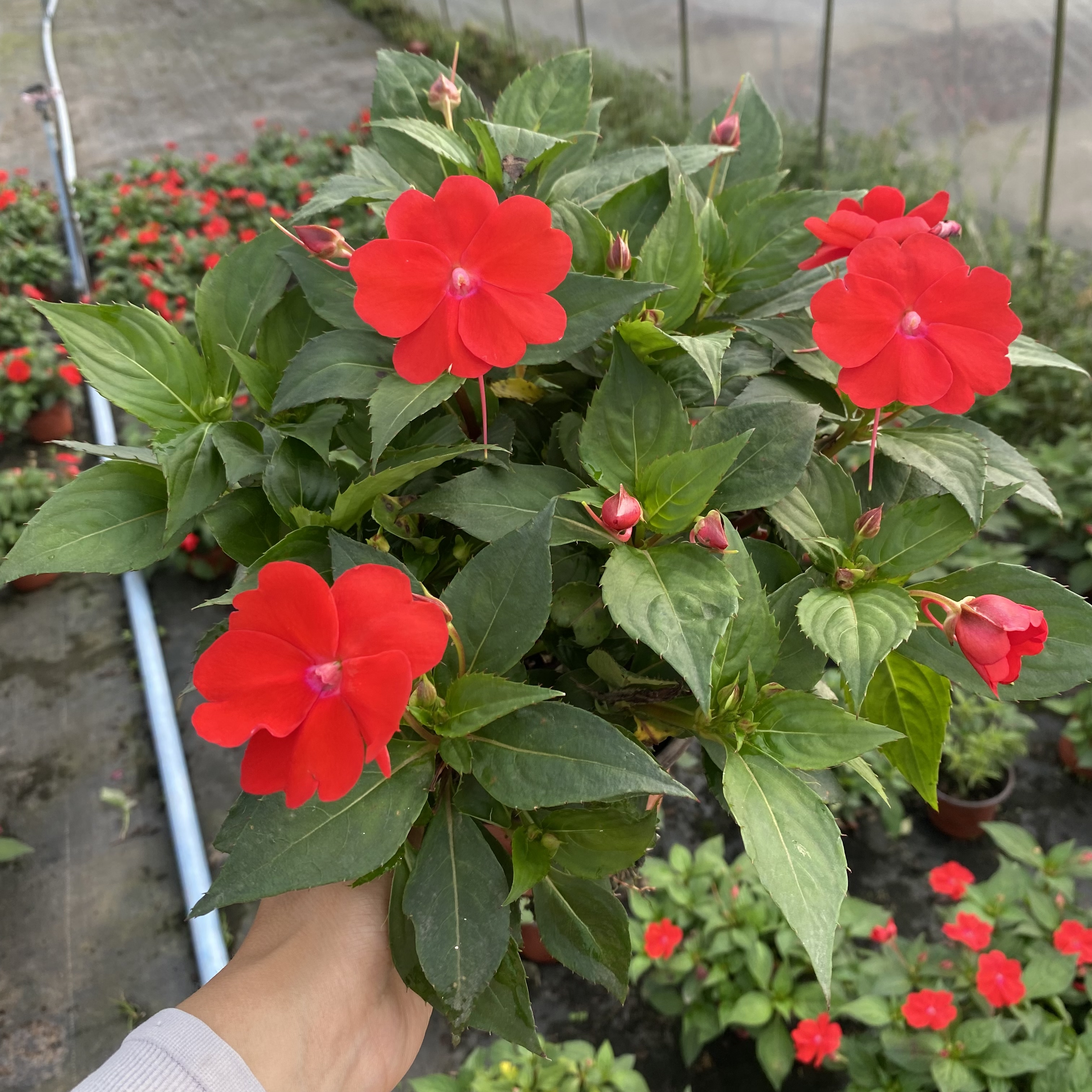 新几亚凤仙盆栽四季开花阳台观花植物带花带花苞庭院凤仙花