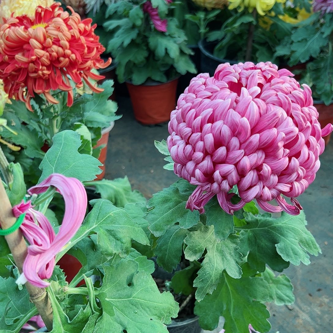 完全开放国华紫色大球母本