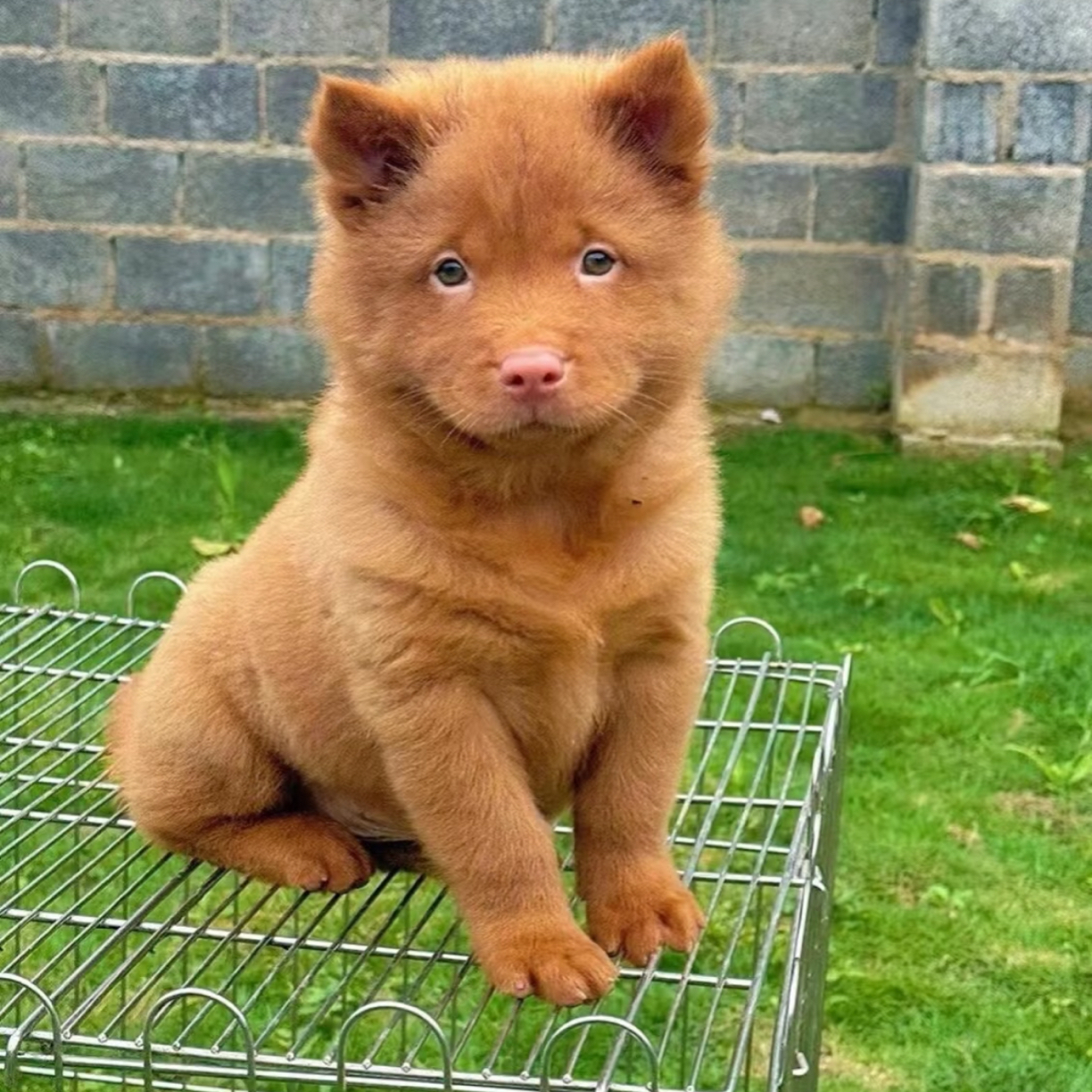 五红犬田园犬幼犬家庭宠物狗狗