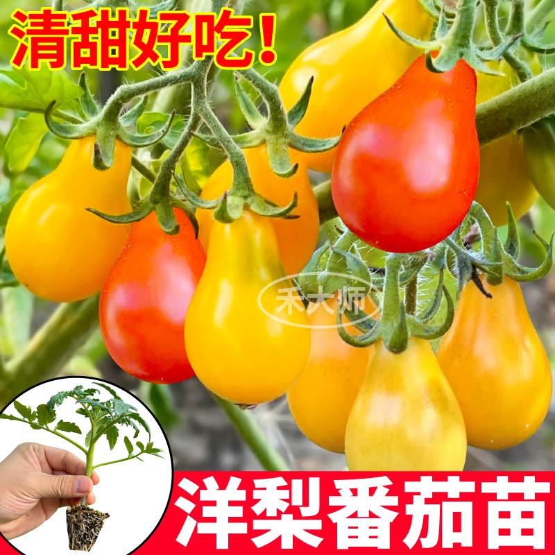 山东高产红黄洋梨秧苗带土球大粉红千禧马蹄草莓柿子小院四季种植