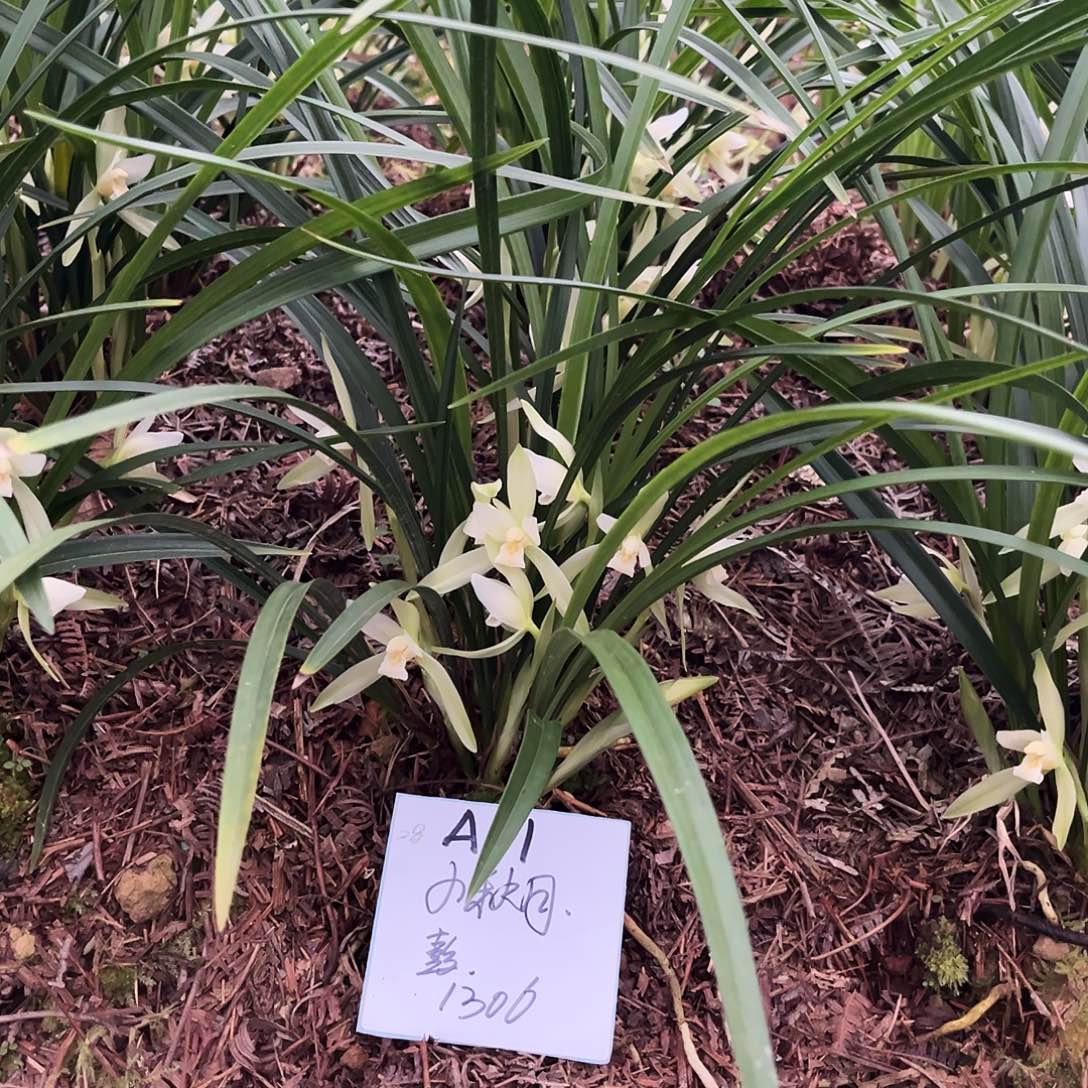 大部分花苞少量开放