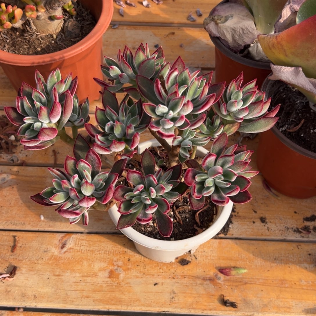 多肉红兔耳【非偏远地区满18包邮】