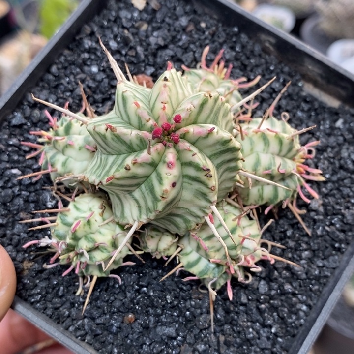 实生斑马锦群生1007号6.6cm