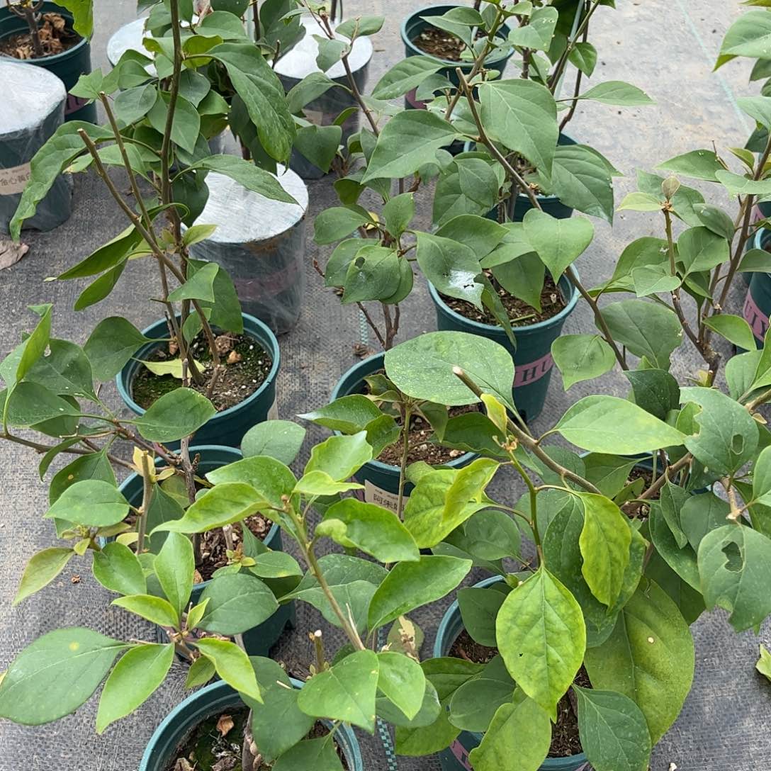 当前无花栽培后可以开花【阿朱那一棵】随机发货福利款不售后