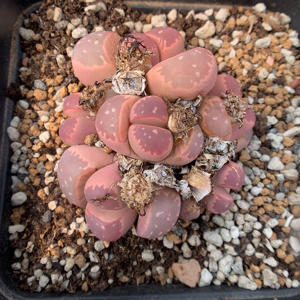 【闪购商品】3-18-10 母本红橄榄88带盆