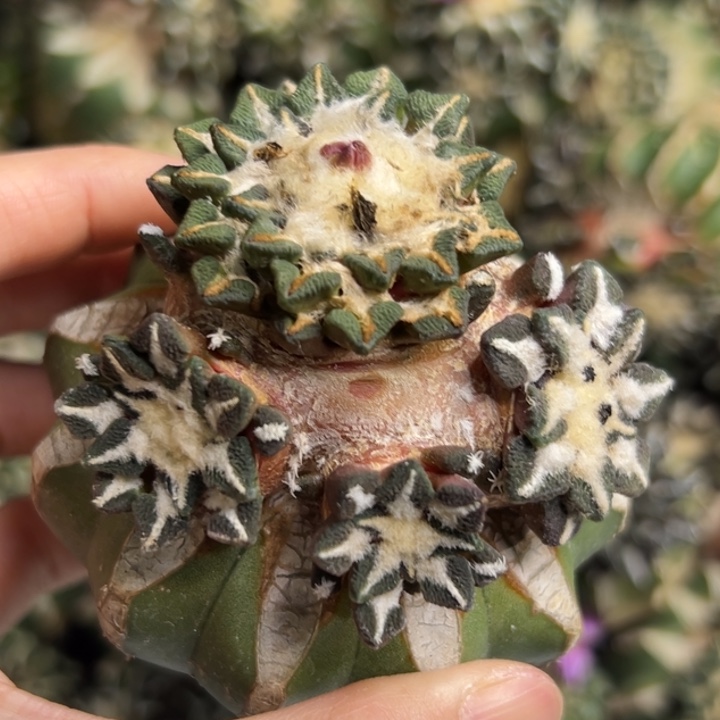 58 黑牡丹 草球嫁接仙人球