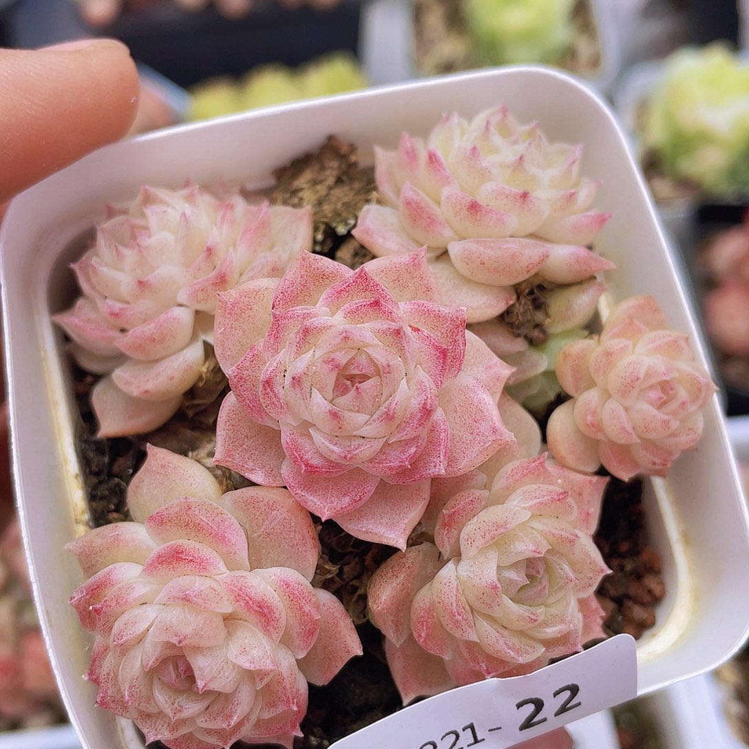 00000000000022量拍