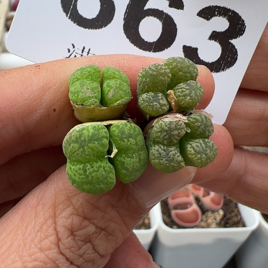 3.8好看的多肉脱土发货663