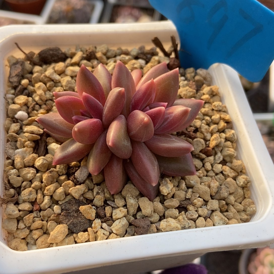 897迷雾泡泡多肉植物保护