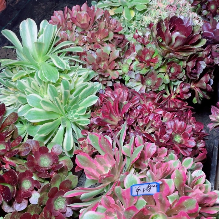 &****&多肉植物1234颗