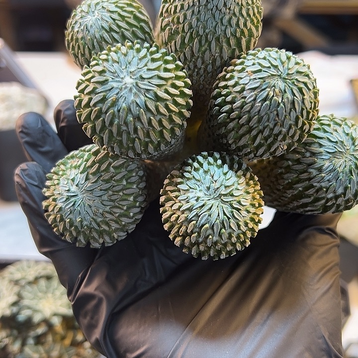 13号苗接精巧丸无根12.8公分