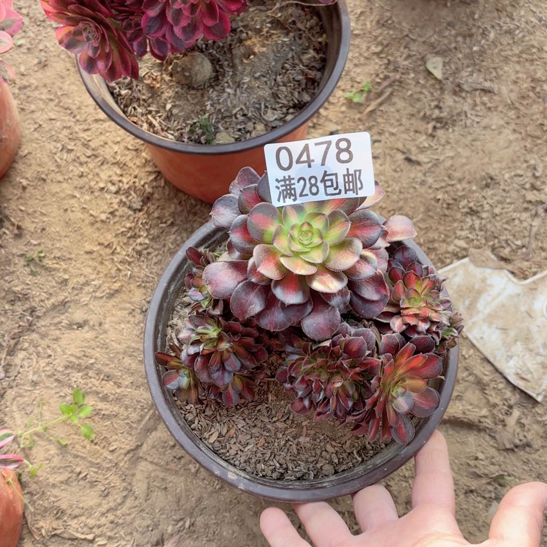 A.   0478花纳缀多肉