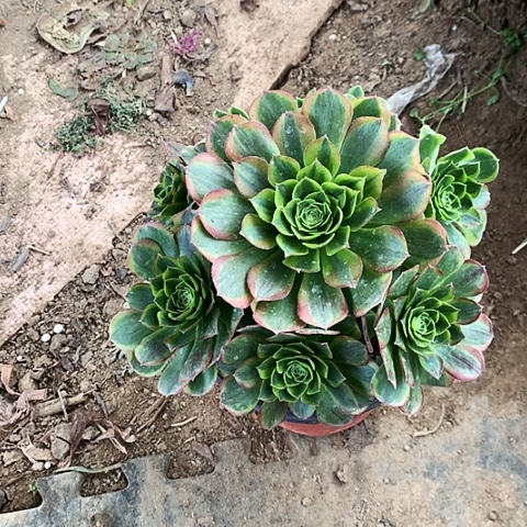 万白玫瑰玫瑰玫瑰