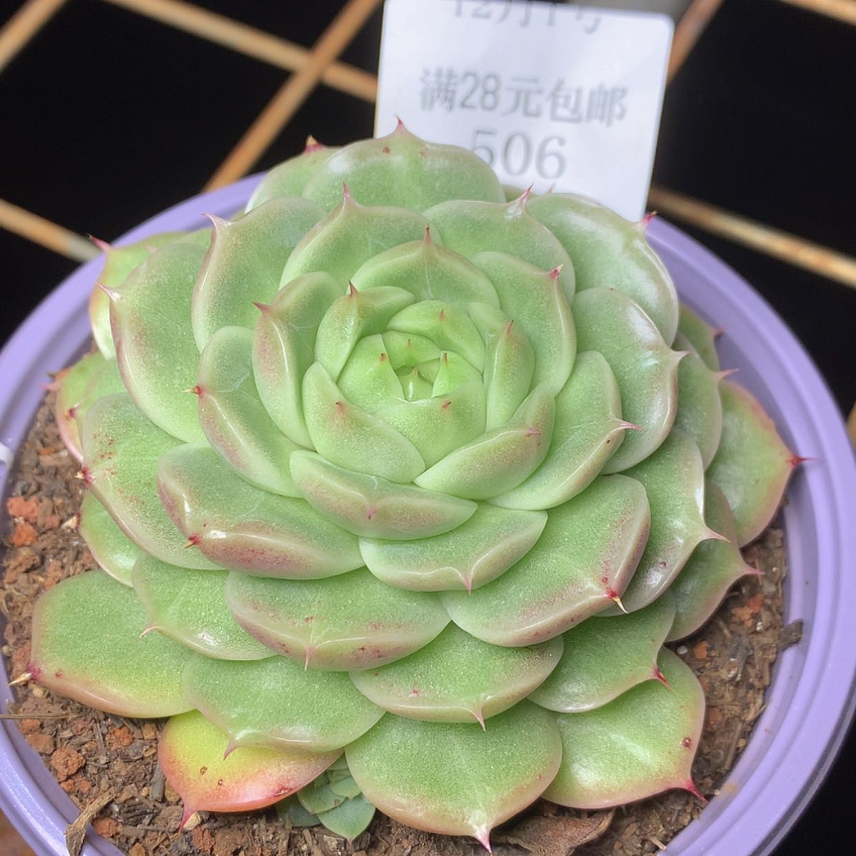 【闪购商品】云506号麦秆