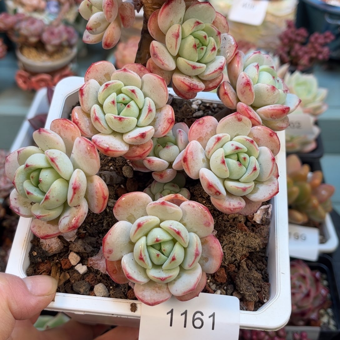 海***鲸1161群生老庄香草多肉