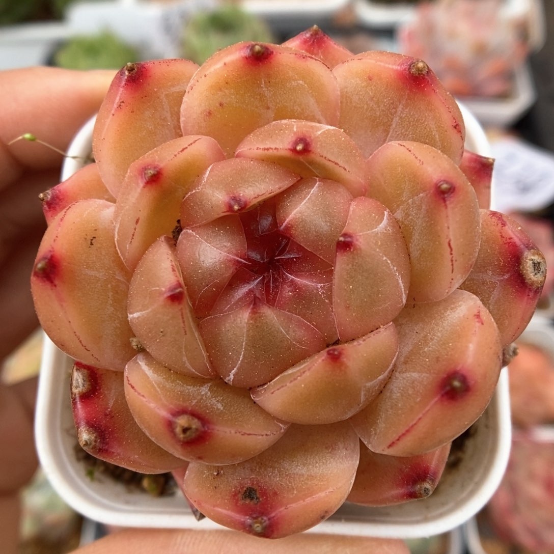 血橙珍妮可拍397号。