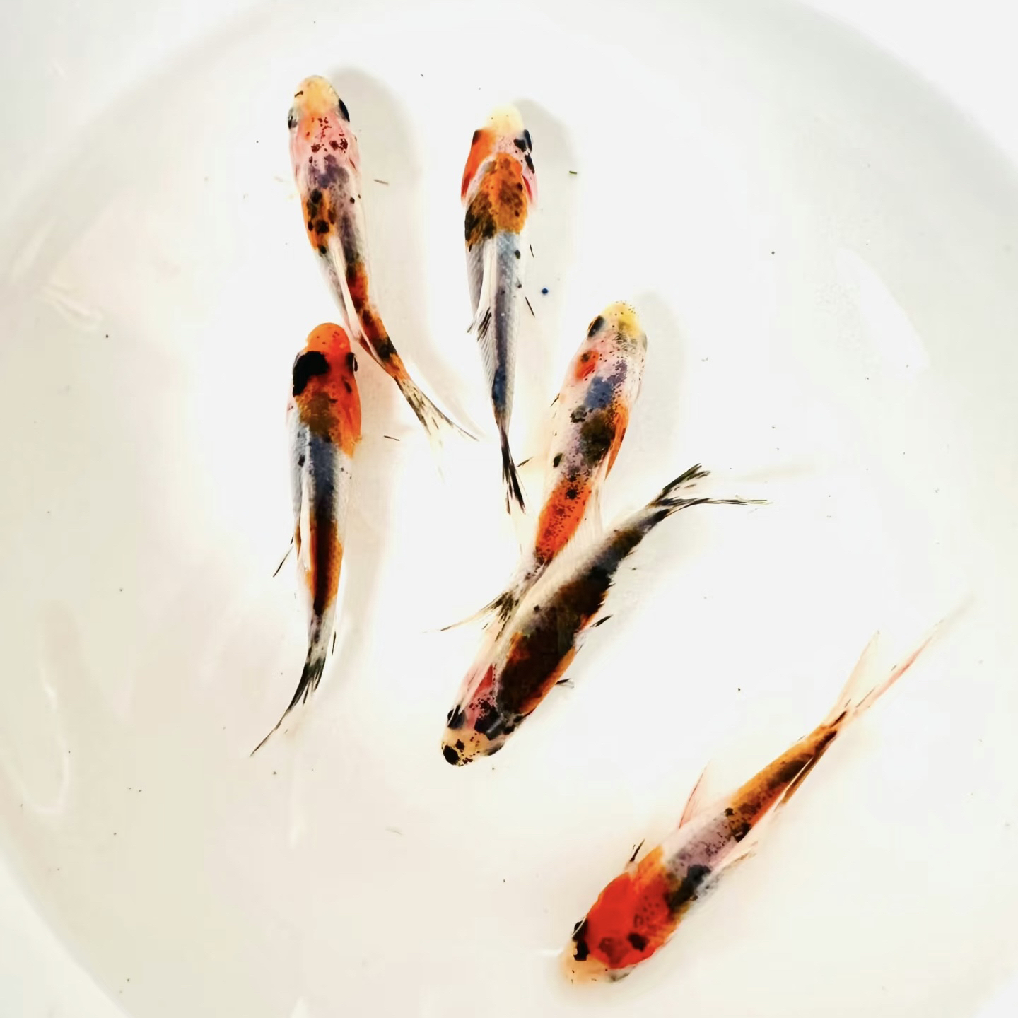 【冷链包邮】兰花金鱼观赏鱼3-5cm 25条好养耐活花色随机