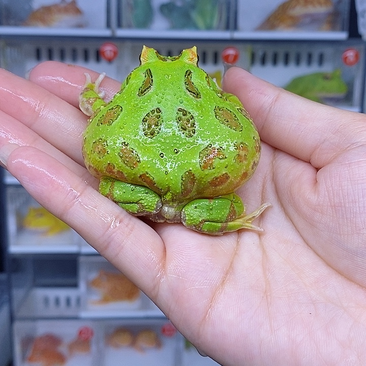 特价秒杀哇咔咔哇咔咔