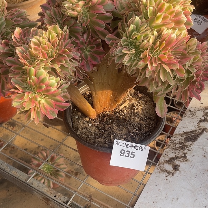 935，粉女巫缀朵朵