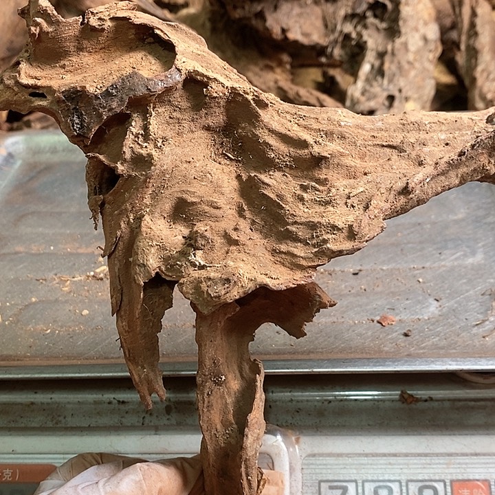 花梨木类广**鹅海南黄花