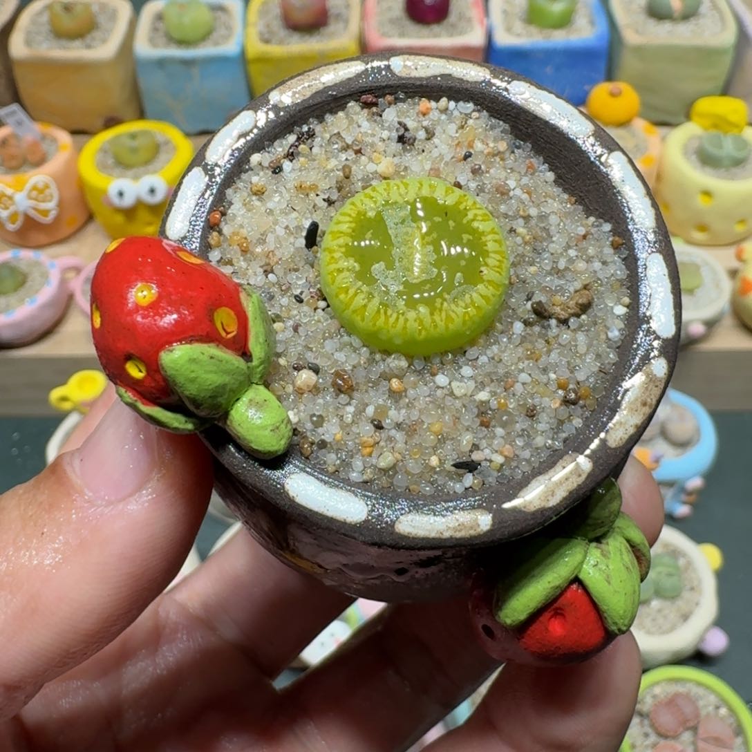 红陶蘑菇1004绿光阳