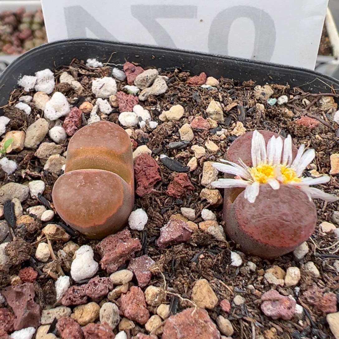 炸***包11.11好看的多肉脱土发货