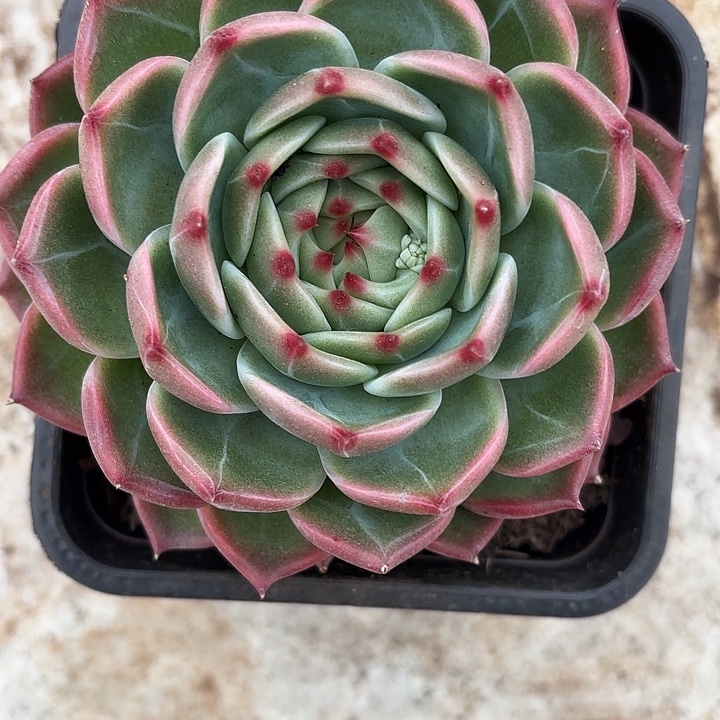 白求婚12cm起发（拍满18包邮）