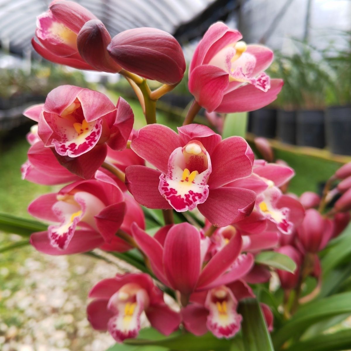 【红宝石】2-3花剑大花蕙兰年宵花红花浓香型好养室内阳台兰花盆栽