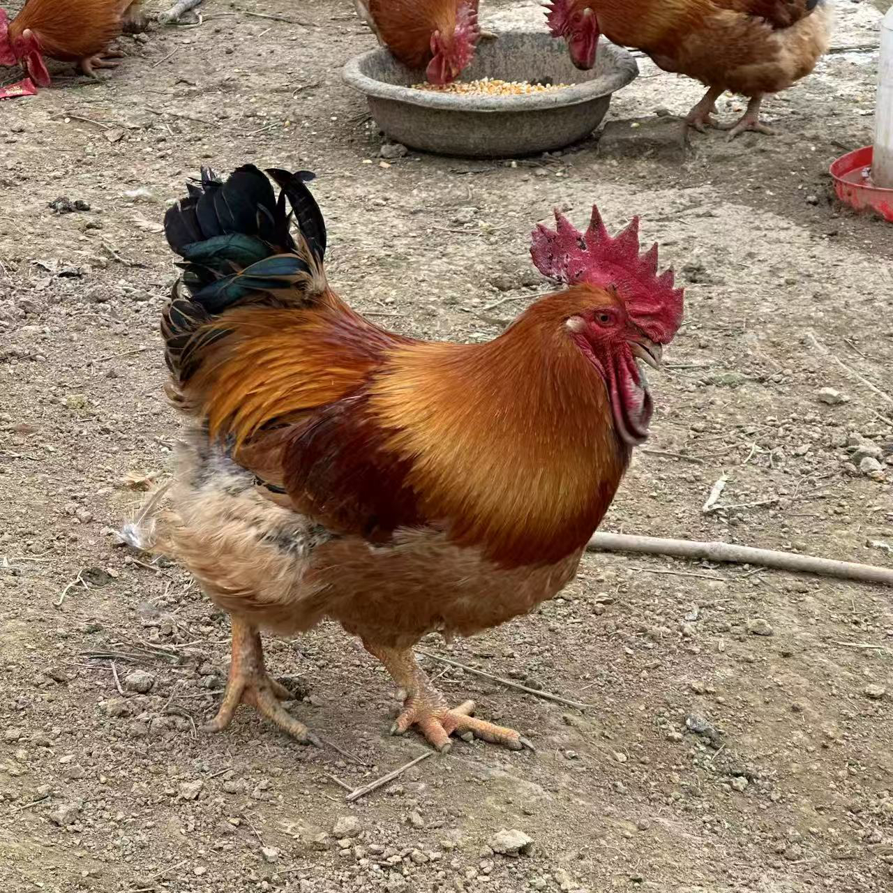 正宗散养跑山鸡  纯粮食喂养 现抓现杀 顺丰冷链包邮