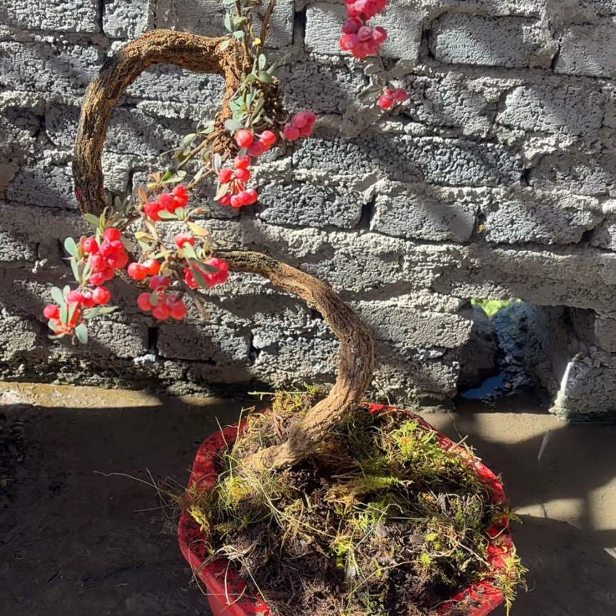 各种型状金花小蘗绿植盆景