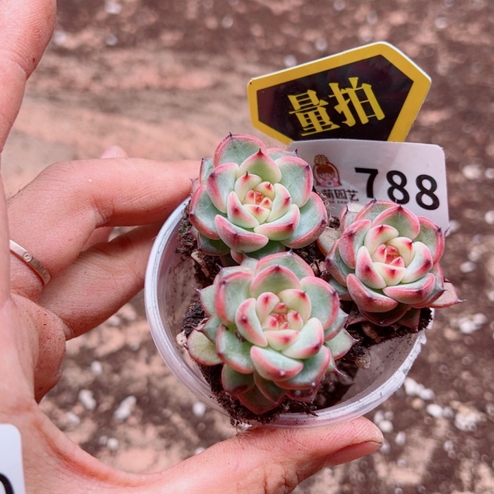 多肉植物多肉植物