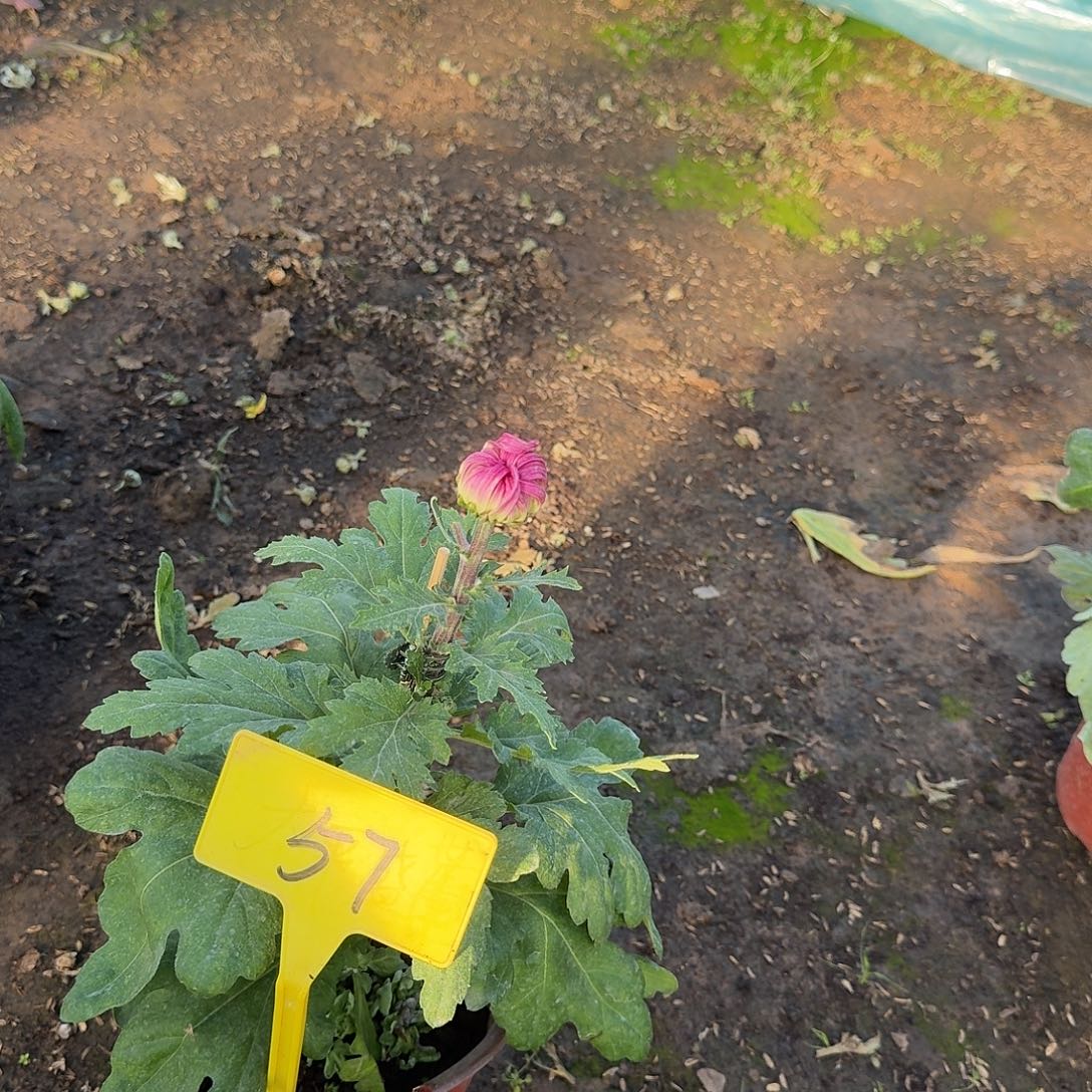 阿***丽大部分花苞少量开放57华严