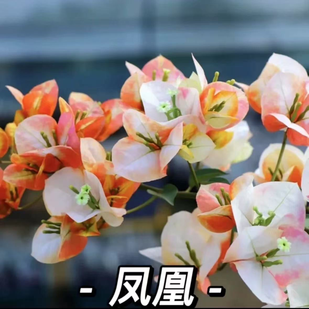 凤凰 稀有品种原盆袋苗勤花复花快好养易活三角梅