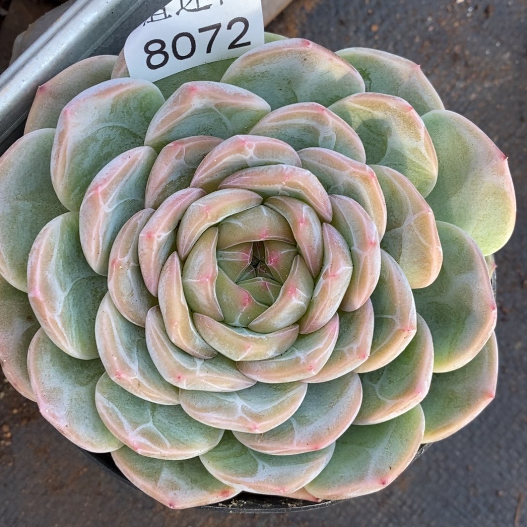 陈***糖杂交精品多肉8072~12厘米