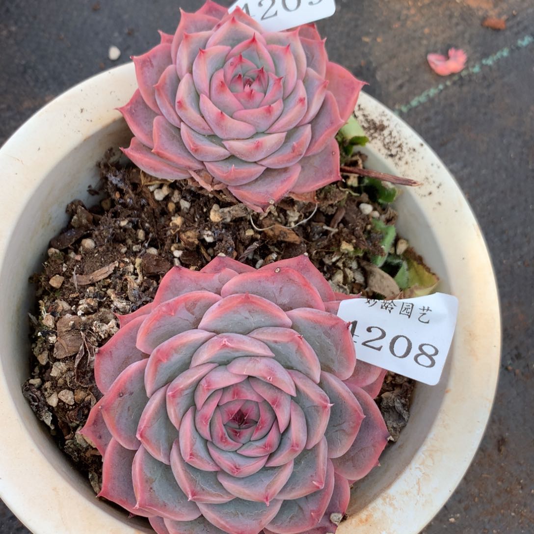 4208-4209杂交多肉植物