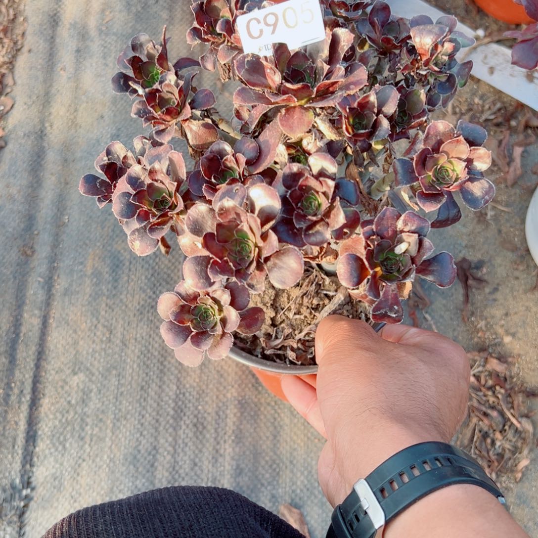 905黑法师多肉植物法师