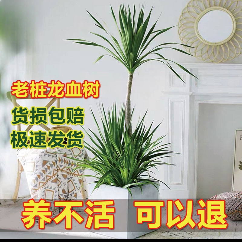 AA级大型 1.4- 1.6米造型龙血树大型客厅绿植净化空气四季常春