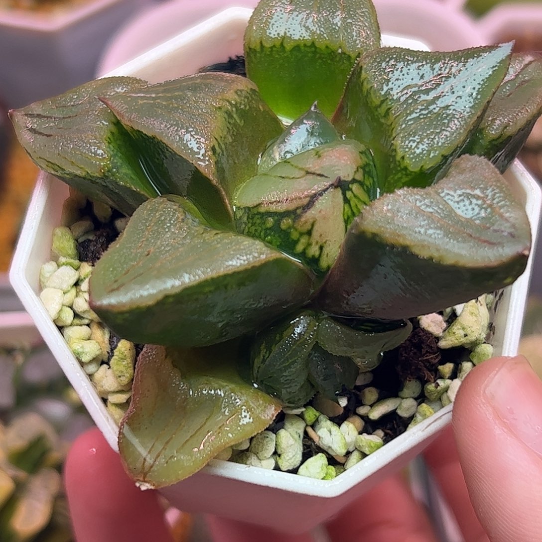 实生裹十二卷多肉植物