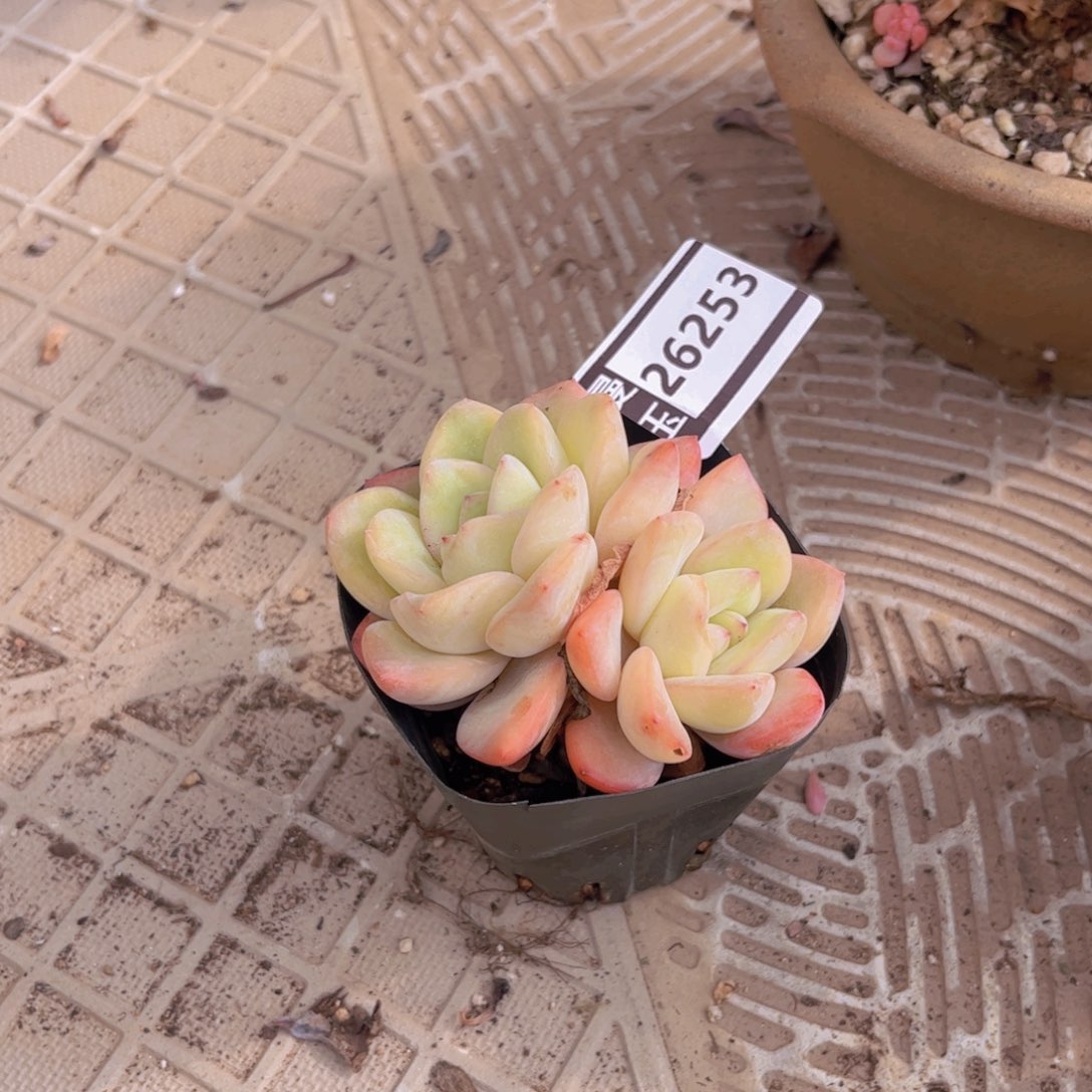 泡芙多肉植物26253