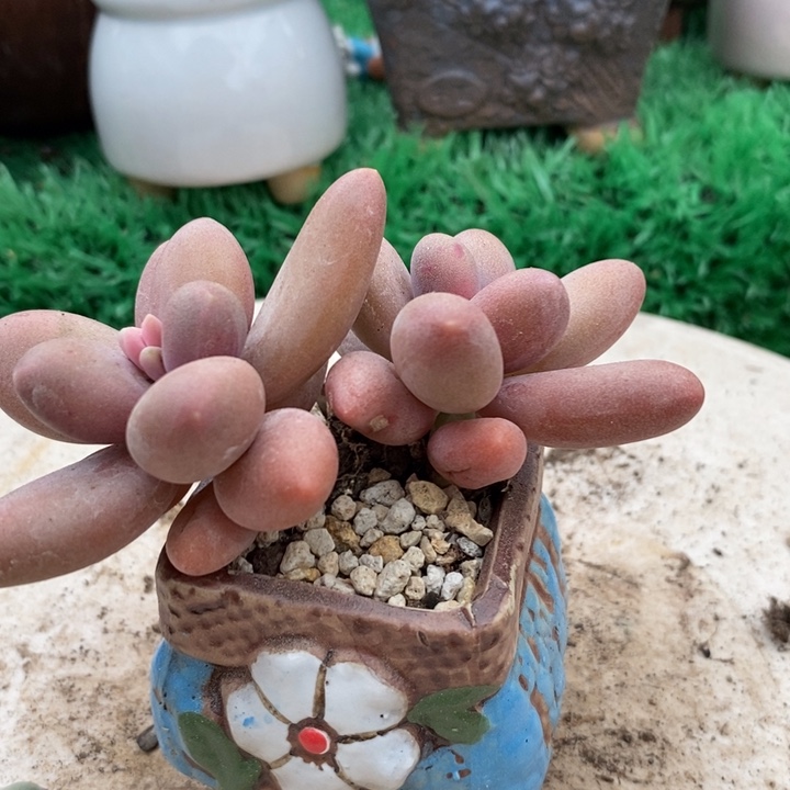 糖果美人带盆土整无砍多肉