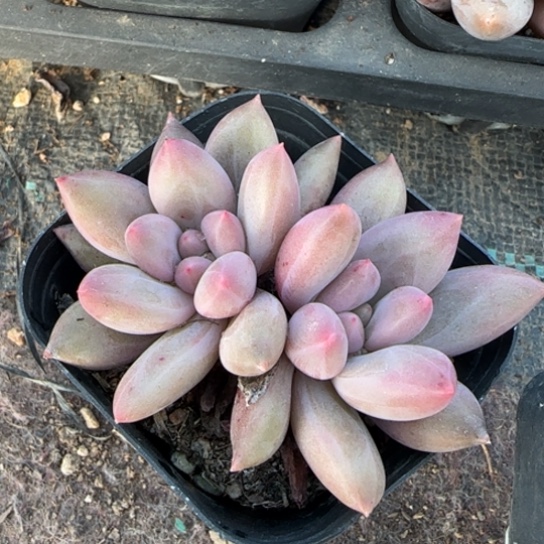 红蜻蜓7号一物一拍多肉