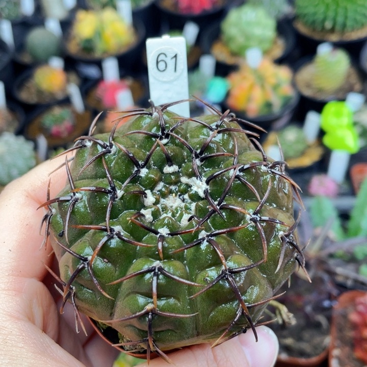 非偏远地区满25包邮仙人球