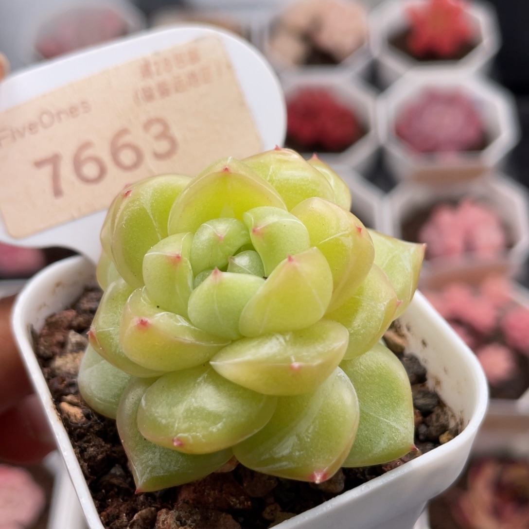 魔力7663-4.5厘米