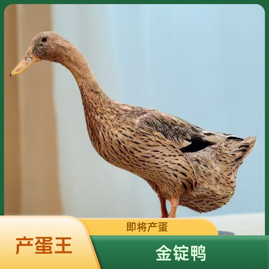 金锭鸭嘎嘎会下绿壳蛋产蛋鸭活体发货包邮到家宠物鸭凤头鸭