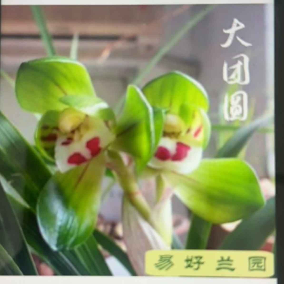 春兰大团圆3喵发货