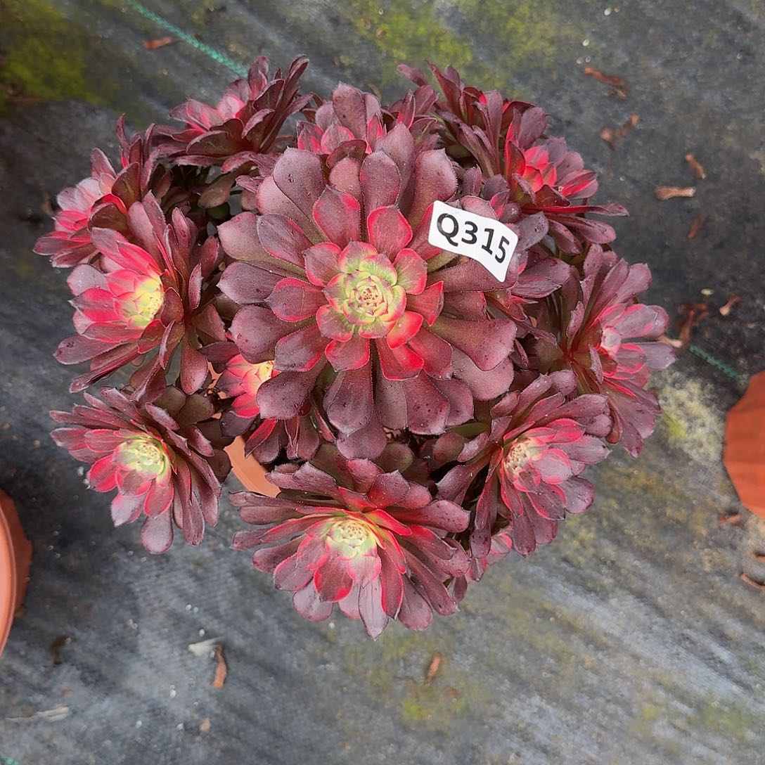 悦*315烟，花44冠服24.5左右