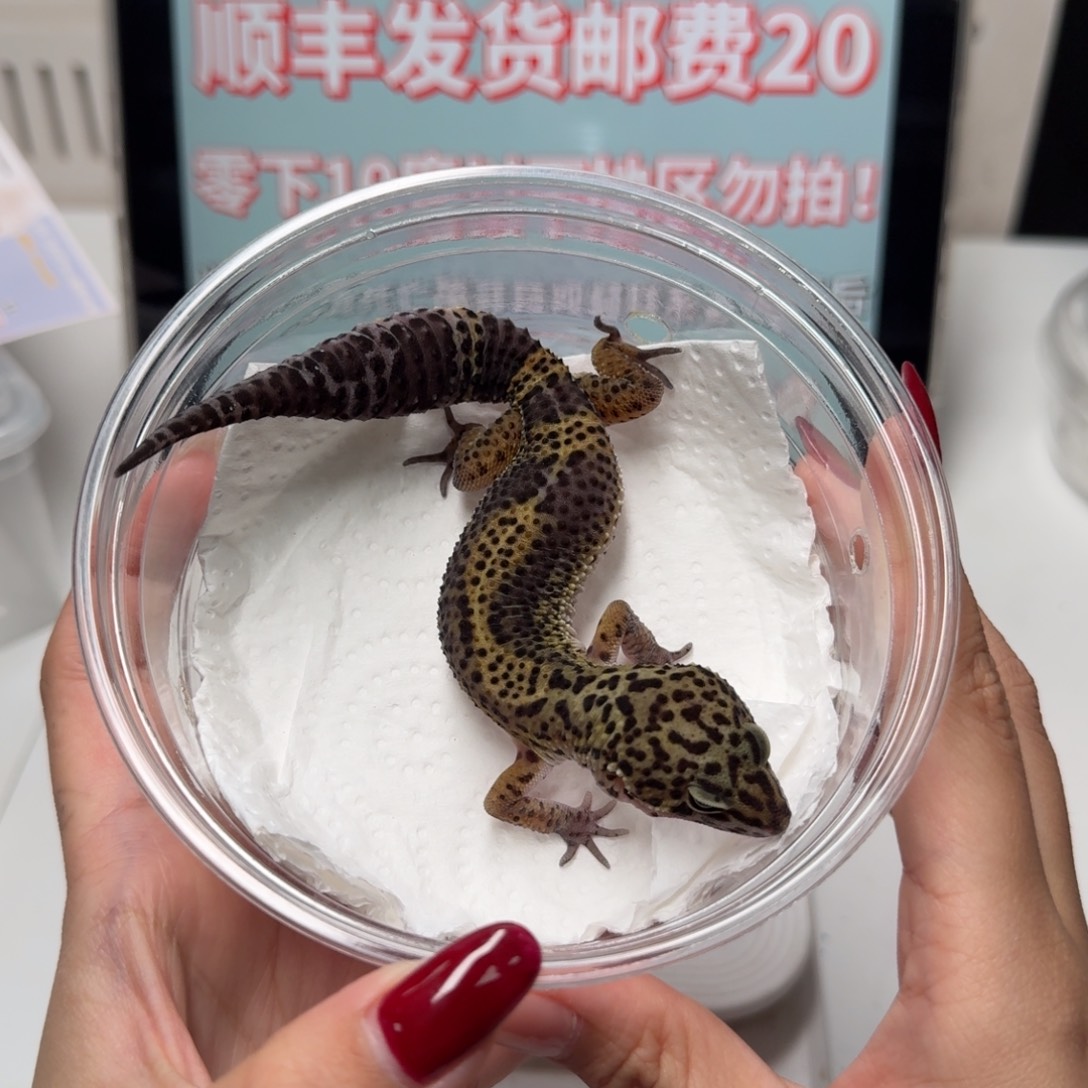 豹纹守宫黑夜妹妹