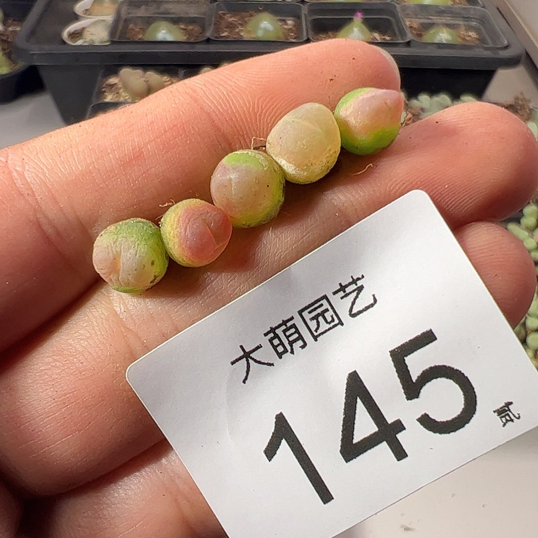 一物一拍。       有疤无售后145