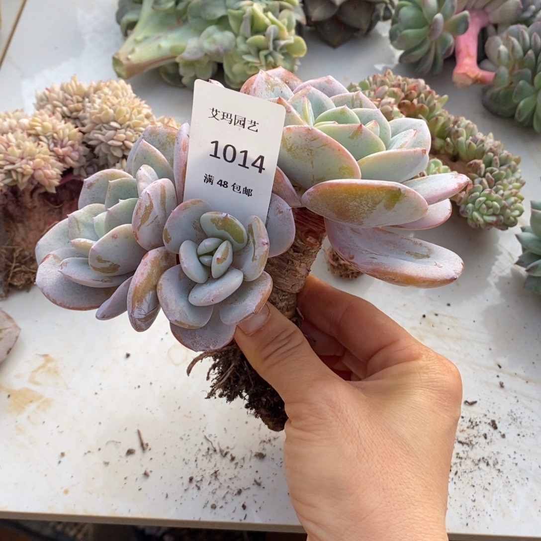 奶茶群生多肉多肉014