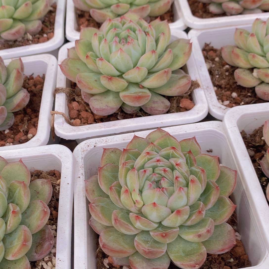 雪花珍妮3567889990000